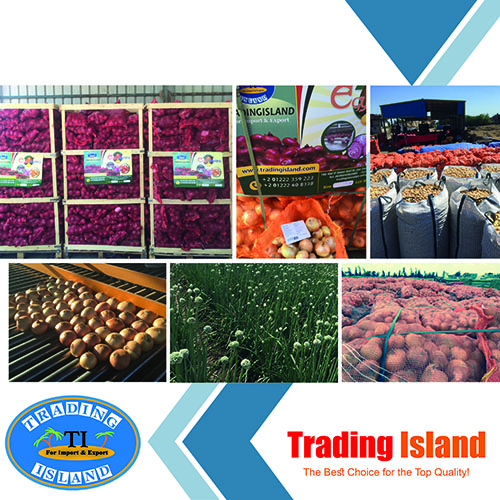 Trading Island Obst Und Gemuse Gmbh logo